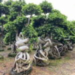 Chinese Ficus