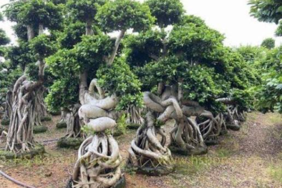 Chinese Ficus