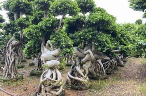 Chinese Ficus