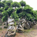 Chinese Ficus