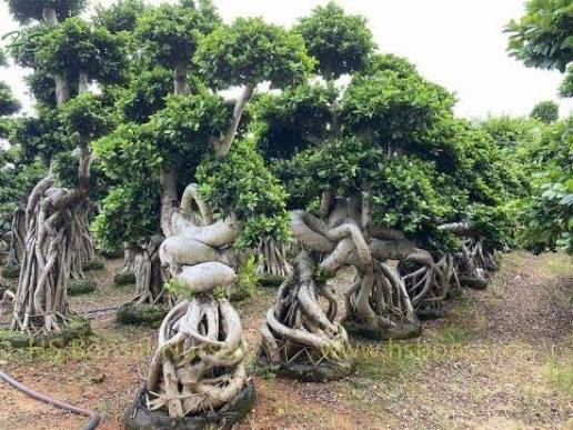 Chinese Ficus