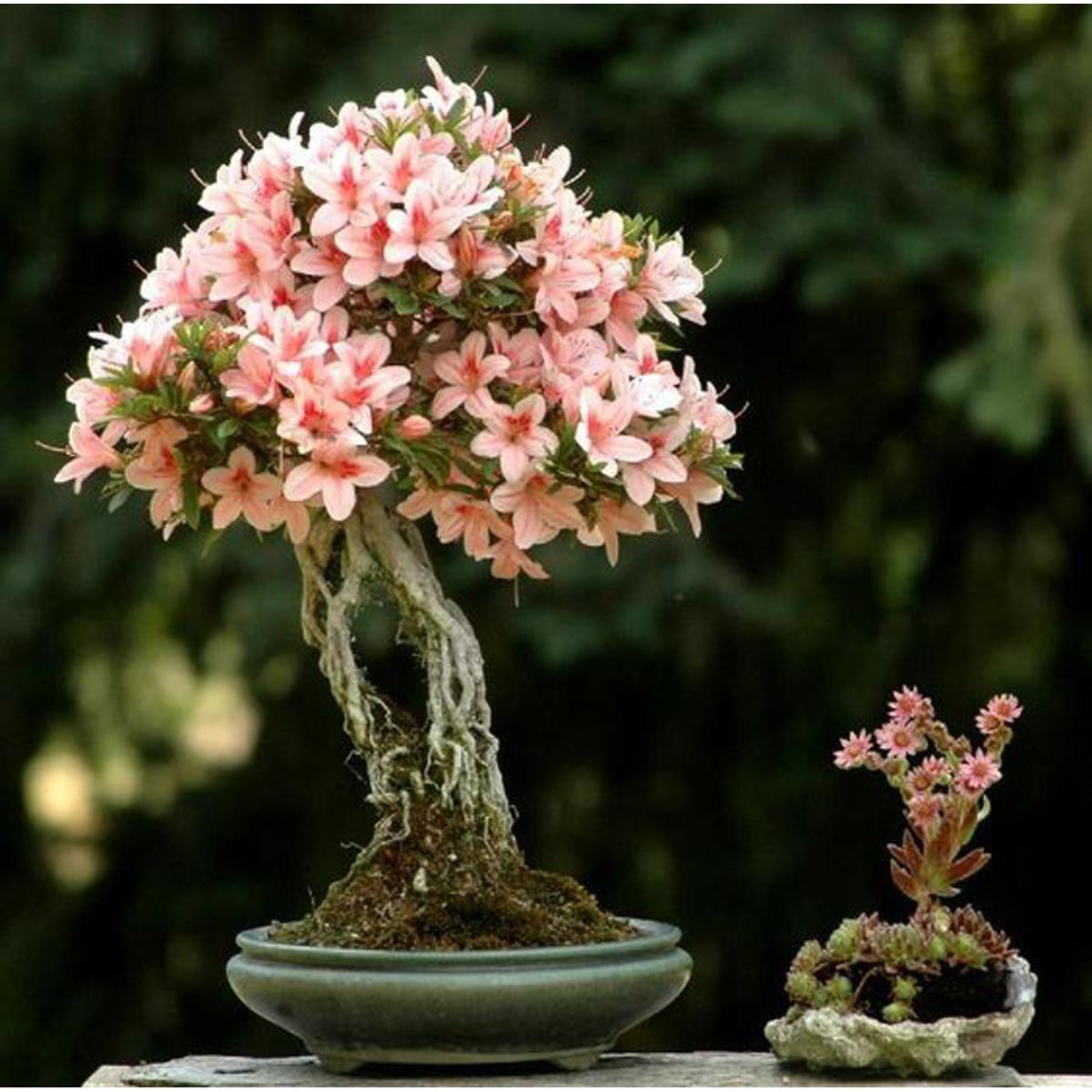 Bonsai Tree Suppliers: A Simple Guide to Choosing the Right Supplier