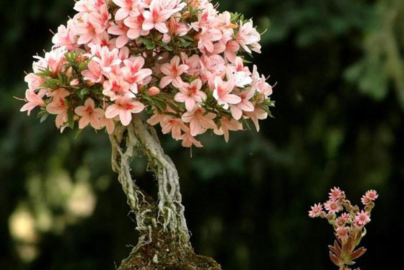Bonsai Tree Suppliers: A Simple Guide to Choosing the Right Supplier